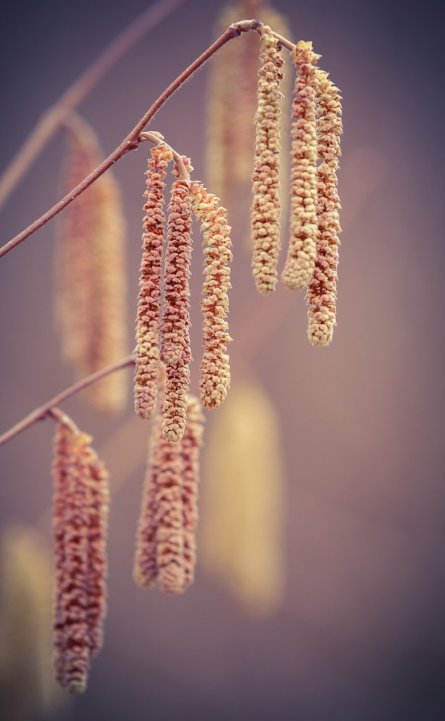 Pollen