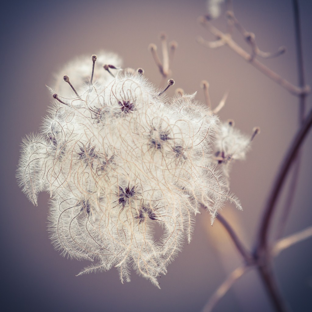 Samen im Baum