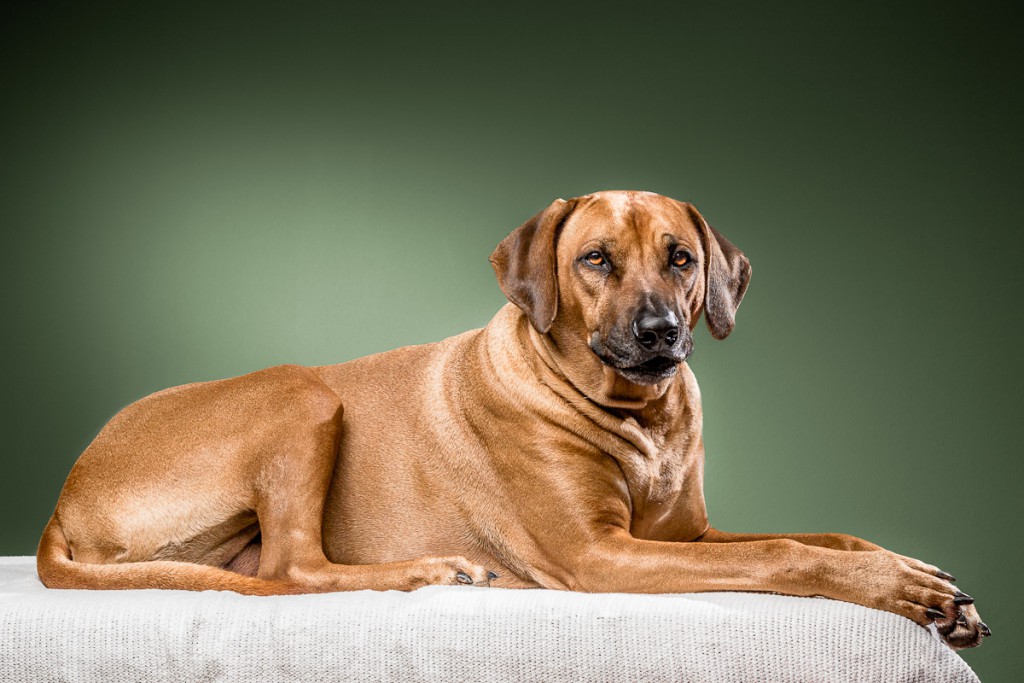 Portrait Rhodesian Ridgeback