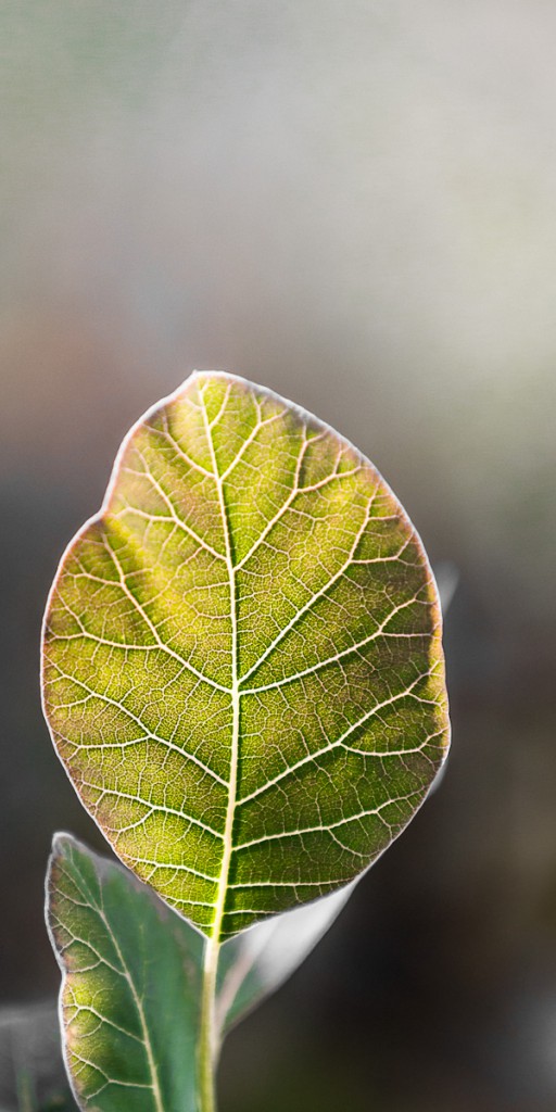 Blatt