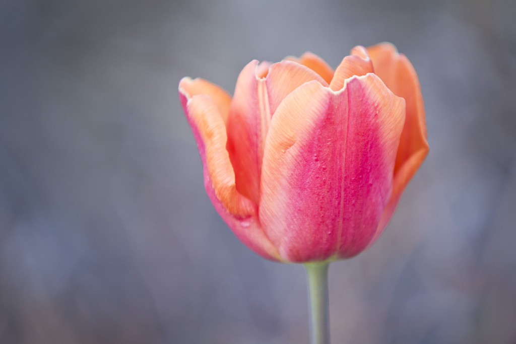 Tulpe
