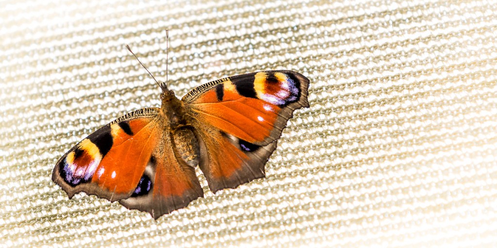 Schmetterling auf Sonnensegel Gutenstetten