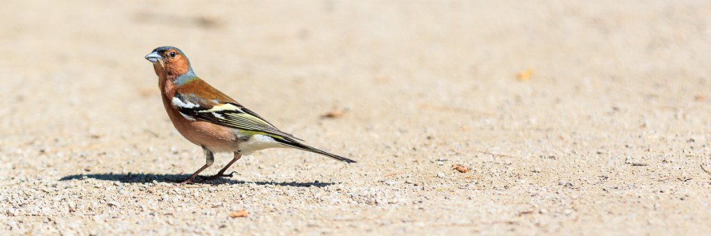 Sandvogel