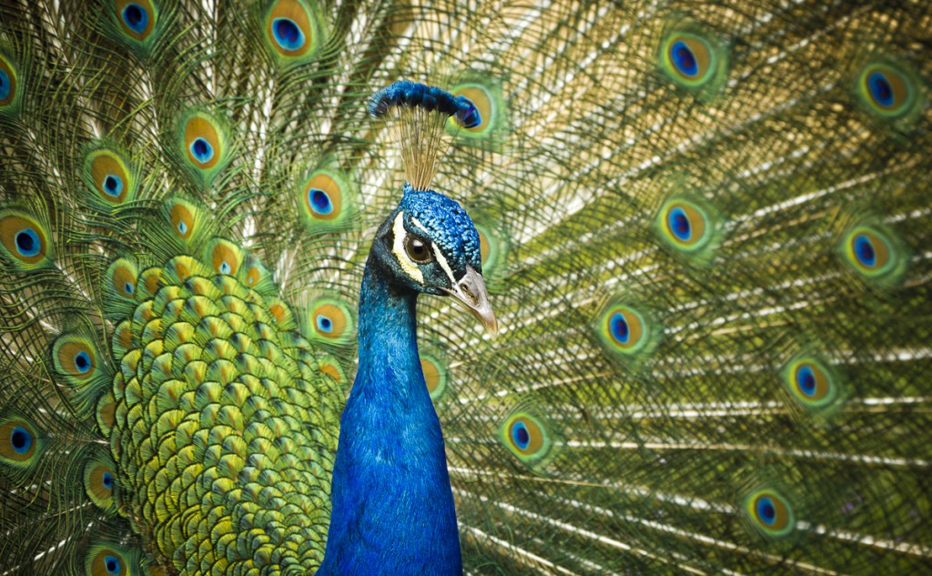 Pfau Insbruck
