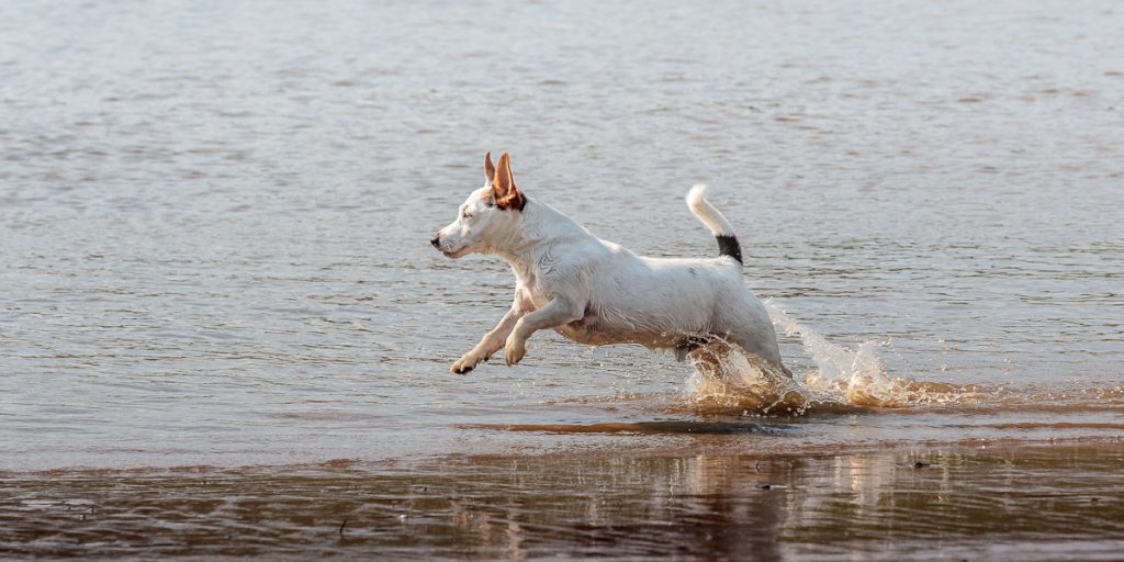 Hund Elbe Gesthacht Hamburg