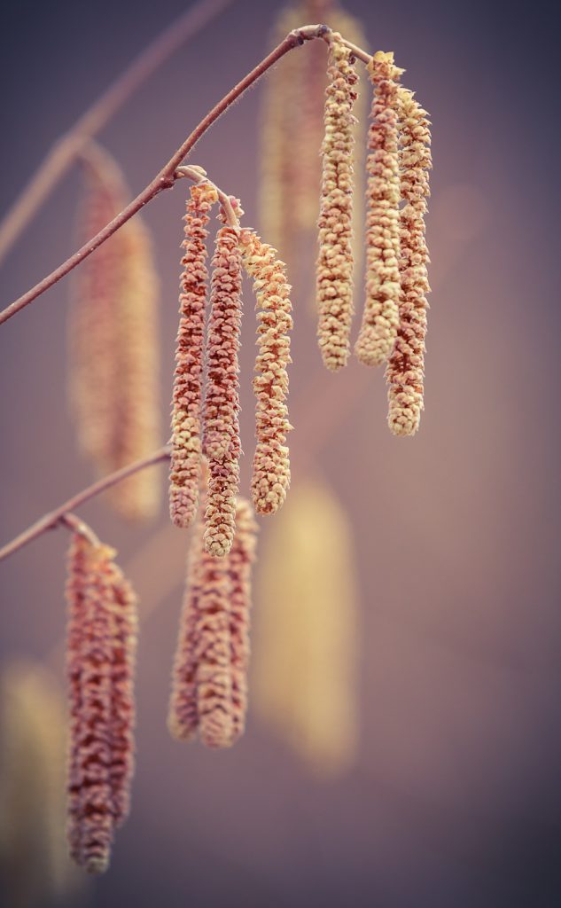 Pflanzen Bokeh